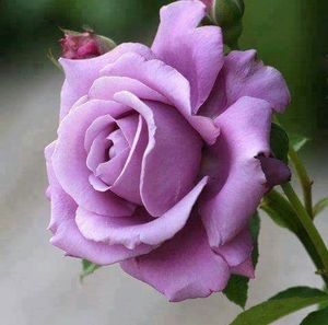 Meet your Posher, Jodie